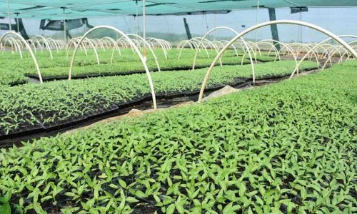 மழையால் நாற்றுப்பண்ணைகளில் விற்பனையாகாமல் தேங்கி கிடக்கும் நாற்றுக்கள்