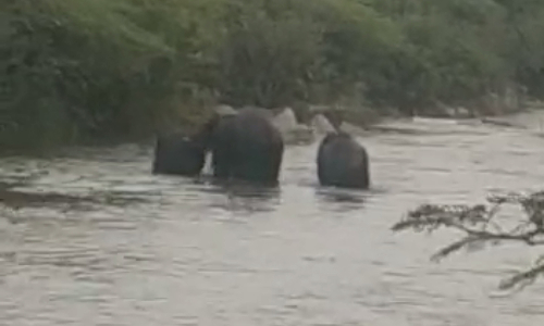கிருஷ்ணகிரியில் கடந்த 3 நாட்களாக அட்டகாசம்- காட்டு யானைகளை வனப்பகுதிக்குள் விரட்டியடிப்பு