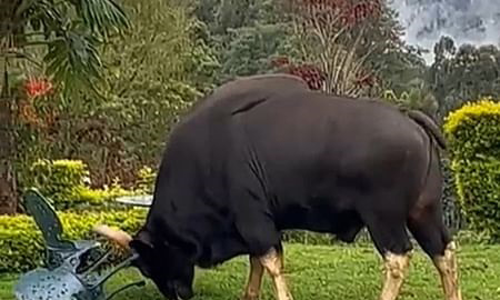 குன்னூரில் பங்களாவில் புகுந்து காட்டெருமை அட்டகாசம்