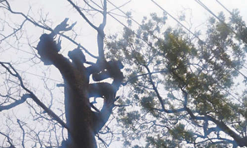 காஞ்சிபுரம் பஸ் நிலையம் அருகே ஆபத்தான நிலையில் உள்ள மரத்தை அகற்ற பொதுமக்கள் கோரிக்கை