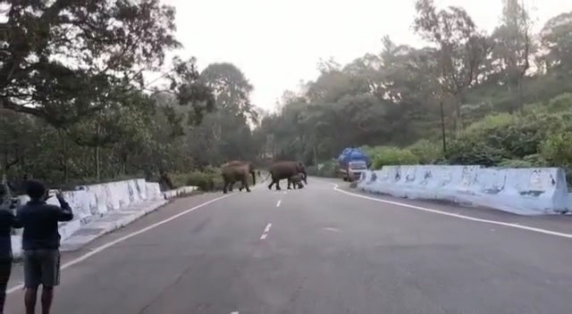 ஊட்டி, கூடலூர் நெடுஞ்சாலையில் காட்டு யானைகள் நடமாட்டம். ஊட்டி, கூடலூர் நெடுஞ்சாலையில் காட்டு யானைகள் நடமாட்டம்.