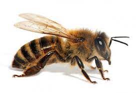 சாலையில் சென்றவர்களை கொட்டிய தேனீக்கள் சாலையில் சென்றவர்களை கொட்டிய தேனீக்கள்