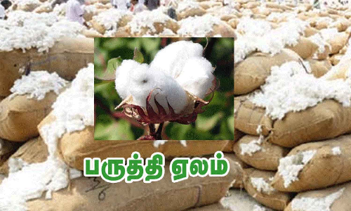 அவினாசியில் ரூ.31 லட்சத்திற்கு பருத்தி ஏலம்