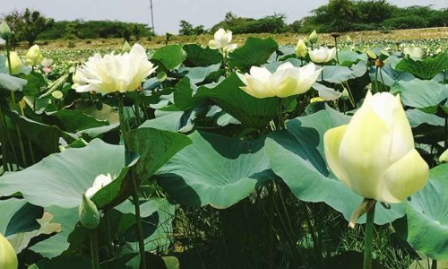 தாமரைக்குளத்தில் அதிகாரிகள் ஆய்வு