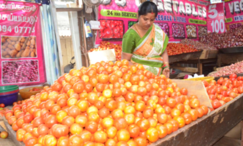 கோவையில் தக்காளி விலை கடும் வீழ்ச்சி- விவசாயிகள் வேதனை