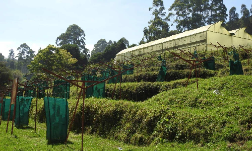 கொடைக்கானலில் அழிந்து வரும் கிவி பழங்களை பாதுகாக்க வலியுறுத்தல்