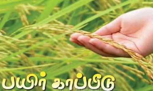 ஊத்துக்குளியில் பயிர் காப்பீடு குறித்த சிறப்பு முகாம்