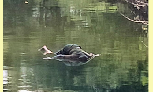 இளம்பெண் கொலை