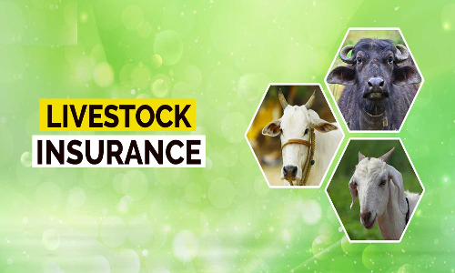 கால்நடைகளுக்கு மானியத்துடன் காப்பீடு செய்து பயன்பெறலாம்