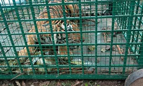 பொதுமக்களை அச்சுறுத்தி வந்த புலி கூண்டில் சிக்கியது.