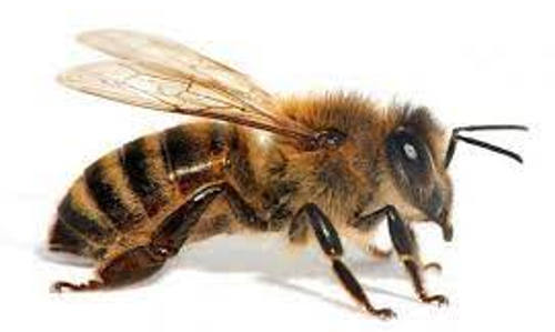 சாலையில் சென்றவர்களை கொட்டிய தேனீக்கள்