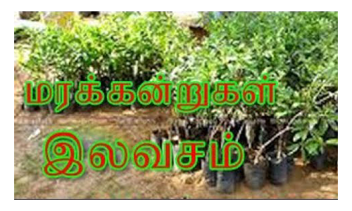 தருமபுரி வட்டார விவசாயிகளுக்கு  மரக்கன்றுகள் இலவசமாக விநியோகம்