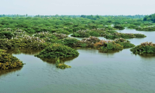 வேடந்தாங்கல் சரணாலயத்தில் குவிந்த வெளிநாட்டு பறவைகள்- சுற்றுலா பயணிகள் வரத்து அதிகரித்தது