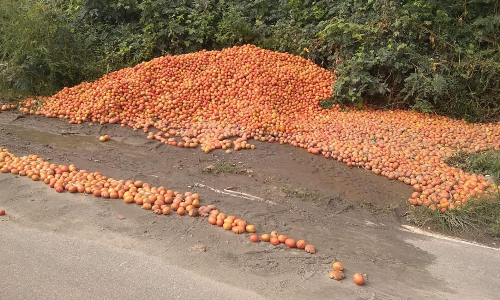 கோவையில் தக்காளிகளை சாலையோரம் கொட்டும் விவசாயிகள்