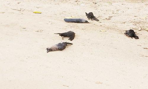 வேர்க்கடலையில் விஷம் வைத்து 100 காகங்கள் வேட்டை