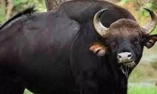 கோத்தகிரியில் தாசில்தார் அலுவலகத்தில் நுழைந்த காட்டெருமை