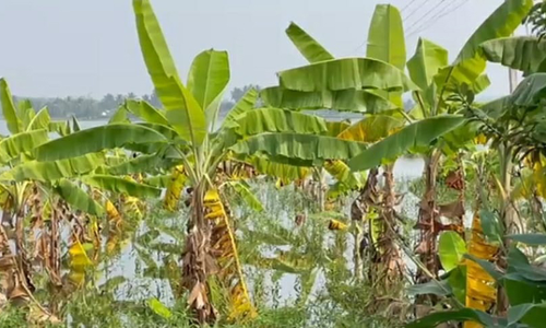 பவானிசாகர் அணையின் நீர் தேக்க பகுதியில் தண்ணீரில் மூழ்கிய வாழைகள்