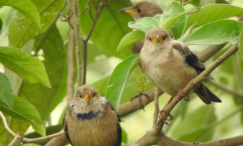 நீலகிரி மாவட்டத்தில் குளிர்காலத்தை வரவேற்கும் விதமாக வெளிநாட்டு பறவைகளின் வருகை அதிகரிப்பு