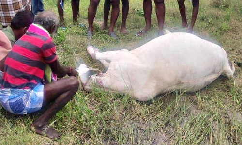 கடலாடி அருகே பசுமாடுகள் சாவு