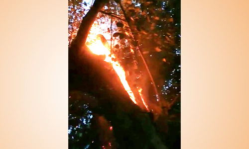 குடியாத்தம் சிவன் கோவிலில் அரச மரத்தில் தீ பற்றியது