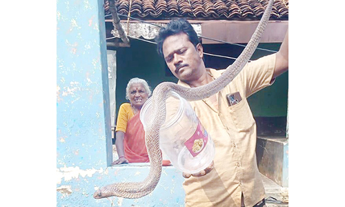 சீர்காழி, கொள்ளிடம் பகுதிகளில் வீடுகளுக்குள் புகுந்த 8 பாம்புகள் பிடிப்பட்டது
