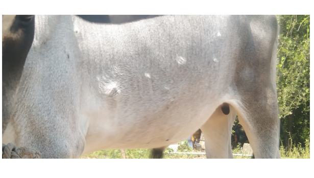 கால்நடைகளுக்கு பரவும் அம்மை நோயால் விவசாயிகள் அச்சம் கால்நடைகளுக்கு பரவும் அம்மை நோயால் விவசாயிகள் அச்சம்