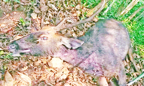 கொடைக்கானல் அருகே மின் வேலியில் சிக்கிய கடமான் பலி