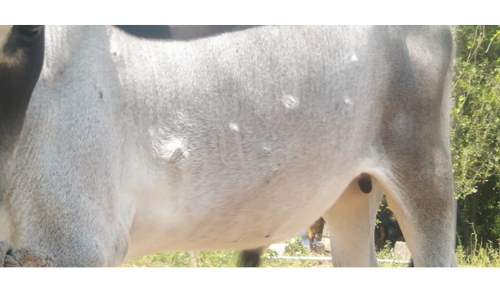 கால்நடைகளுக்கு பரவும் அம்மை நோயால் விவசாயிகள் அச்சம்