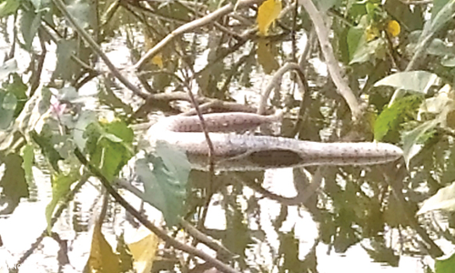 கட்டு வீரியன் பாம்பை ஏரியில் வீசிய மர்ம நபர்