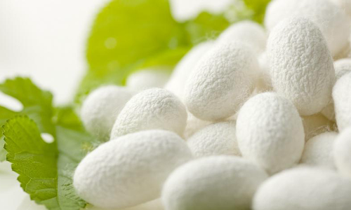 கிருஷ்ணகிரி மாவட்டத்தில்  10 மாதங்களில் 1,425 டன் பட்டுக்கூடுகள் உற்பத்தி