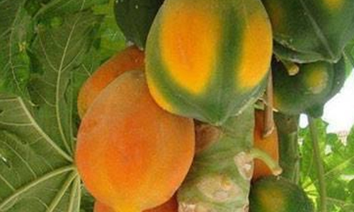 சேலம் மார்க்கெட்டுக்கு பப்பாளி பழங்கள் வரத்து அதிகரிப்பு