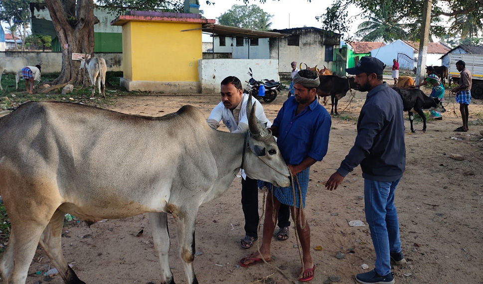 கால்நடைகளுக்கு தடுப்பூசி முகாம் கால்நடைகளுக்கு தடுப்பூசி முகாம்