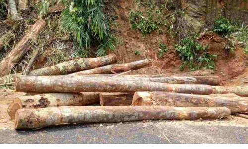 மரம் கடத்தல்.. போலீஸ் துப்பாக்கி சூடு: அசாம்-மேகாலயா எல்லையில் 4 பேர் உயிரிழப்பு