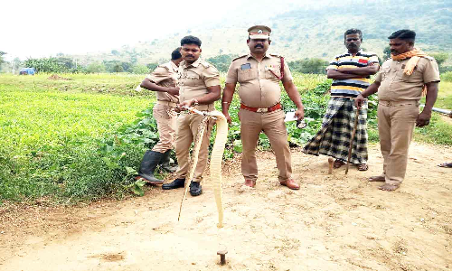 வீட்டிற்குள் நுழைந்த 5 அடி நீளமுள்ள பாம்பு