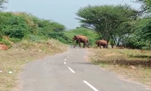 லிங்காபுரத்தில் 2 காட்டு யானைகள் நடமாட்டம்- மக்கள் பீதி