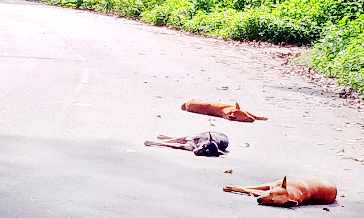 கொடைக்கானலில் உறைபனி சீசன் மனிதர்கள் மட்டுமின்றி விலங்குகளும் கடுமையாக பாதிப்பு கொடைக்கானலில் உறைபனி சீசன் மனிதர்கள் மட்டுமின்றி விலங்குகளும் கடுமையாக பாதிப்பு