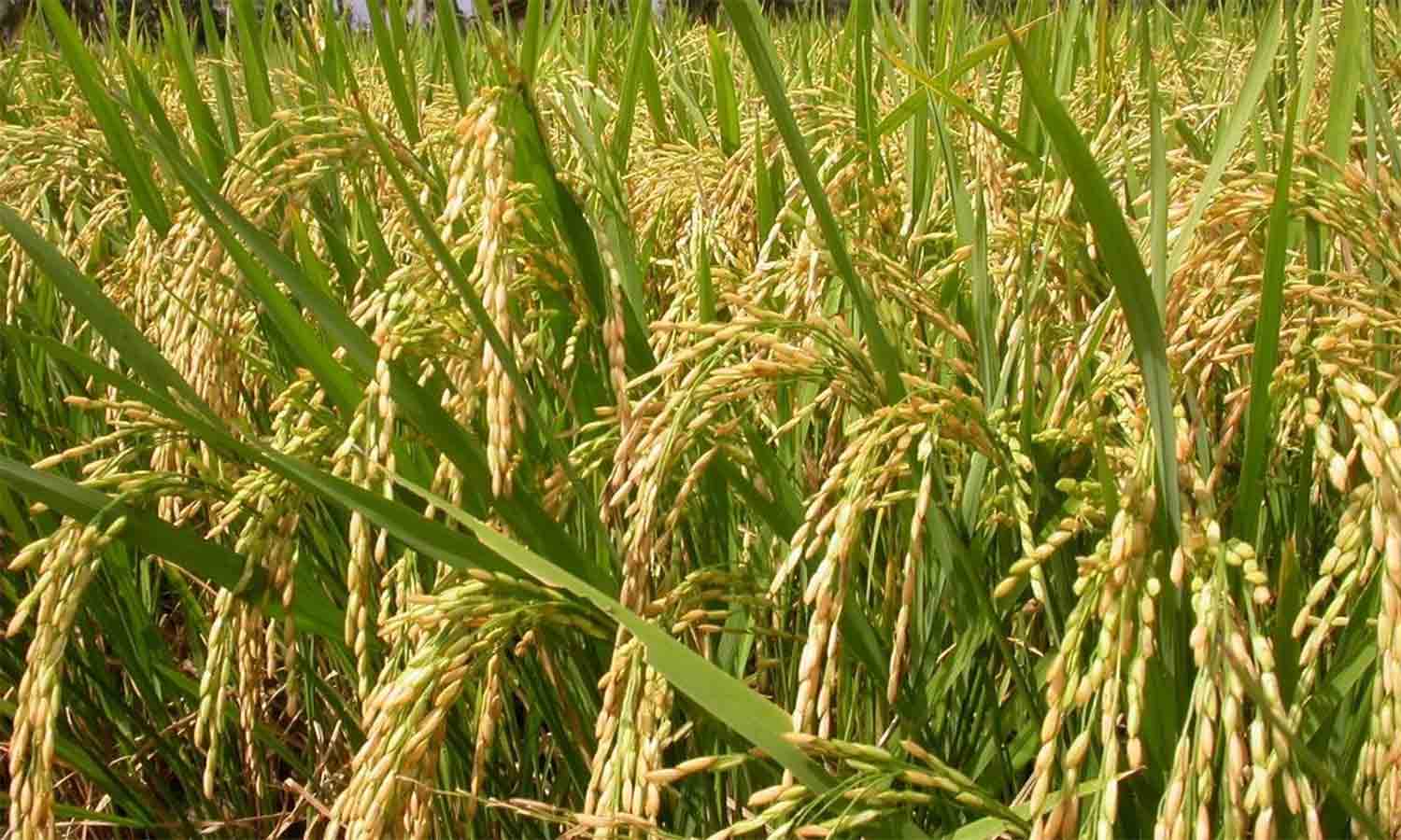 பாரம்பரிய நெல் வகைகள் குறித்த விழிப்புணர்வு முகாம்