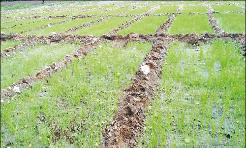 குண்டடம் பகுதியில்  சின்ன வெங்காய நாற்றுகள் சாகுபடி தீவிரம்