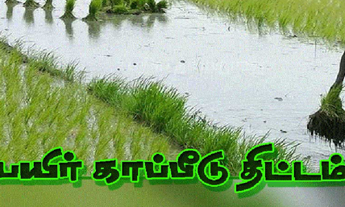 பயிர்களை காப்பீடு செய்ய   வேளாண் அதிகாரி அறிவுறுத்தல்