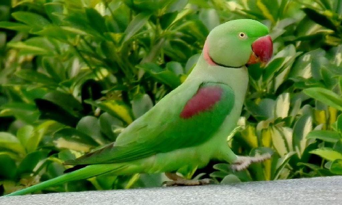 பச்சை கிளிகளை வேட்டையாடி விற்பனை செய்தால் கடும் நடவடிக்கை