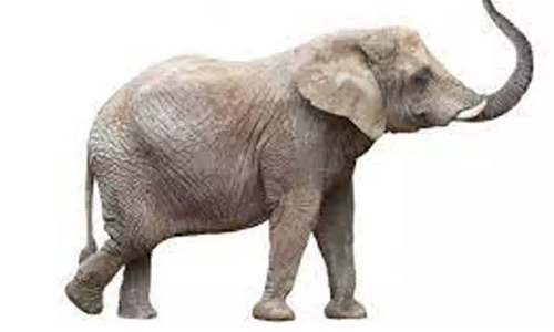 மூதாட்டியை கொன்ற யாைனயை பிடிக்க 4 குழுக்கள் அமைப்பு