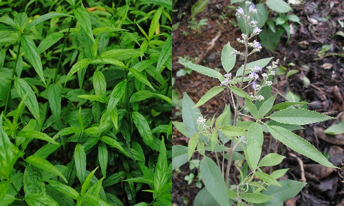 வீட்டில் வளர்க்க வேண்டிய மூலிகைகள்