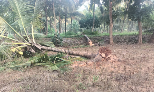 தொண்டாமுத்தூர் அருகே தோட்டத்திற்குள் புகுந்து ஒற்றை காட்டு யானை அட்டகாசம்