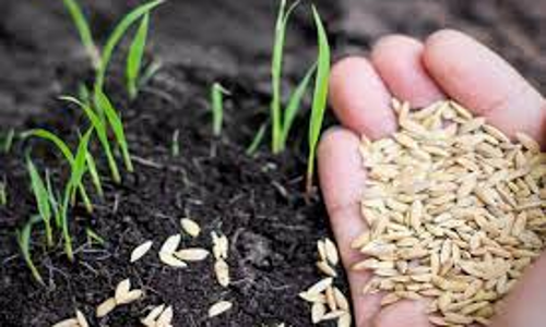 உரிமம் இன்றி விதைகளை விற்பனை செய்தால் கடும் நடவடிக்கை