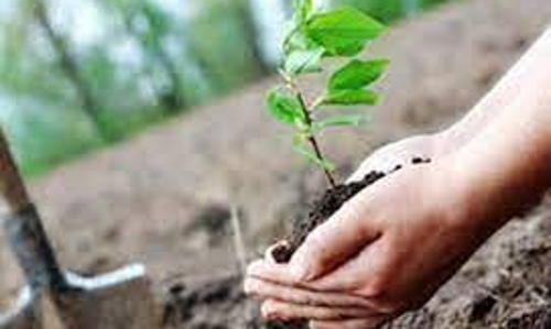 விவசாயிகளுக்கு 1½ லட்சம் மரக்கன்றுகள்