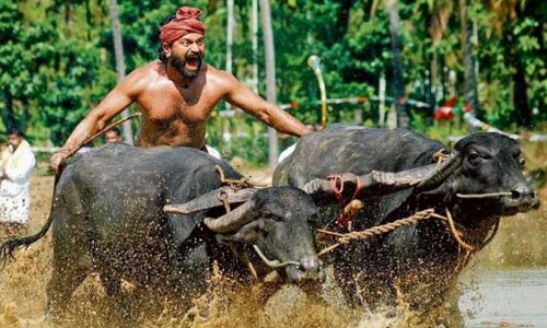 இனி வீட்டிலும் பார்க்கலாம் காந்தாரா.. உற்சாகத்தில் ரசிகர்கள்..