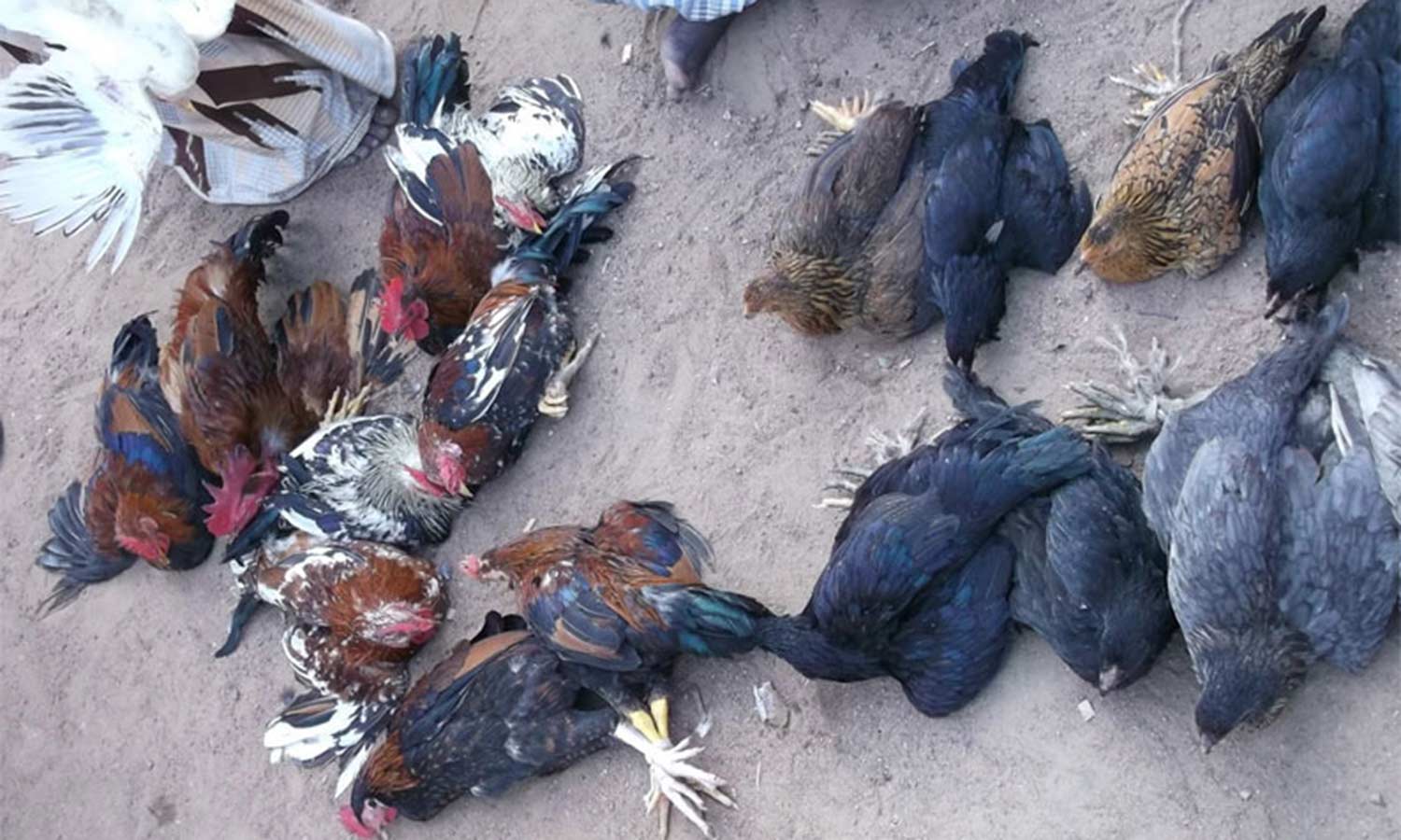 கார்த்திகை மாதத்தில் களையிழந்த அய்யலூர் சந்தை விலை குறைந்தும் உச்சத்தில் இறைச்சி விற்பனை