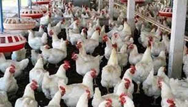 கோழிப் பண்ணை உரிமையாளர் மீது தாக்குதல் கோழிப் பண்ணை உரிமையாளர் மீது தாக்குதல்