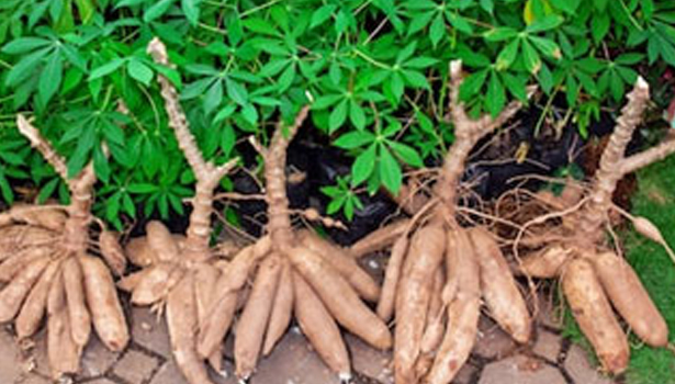 மரவள்ளி கிழங்கு டன்னுக்கு ரூ.1000 உயர்வு