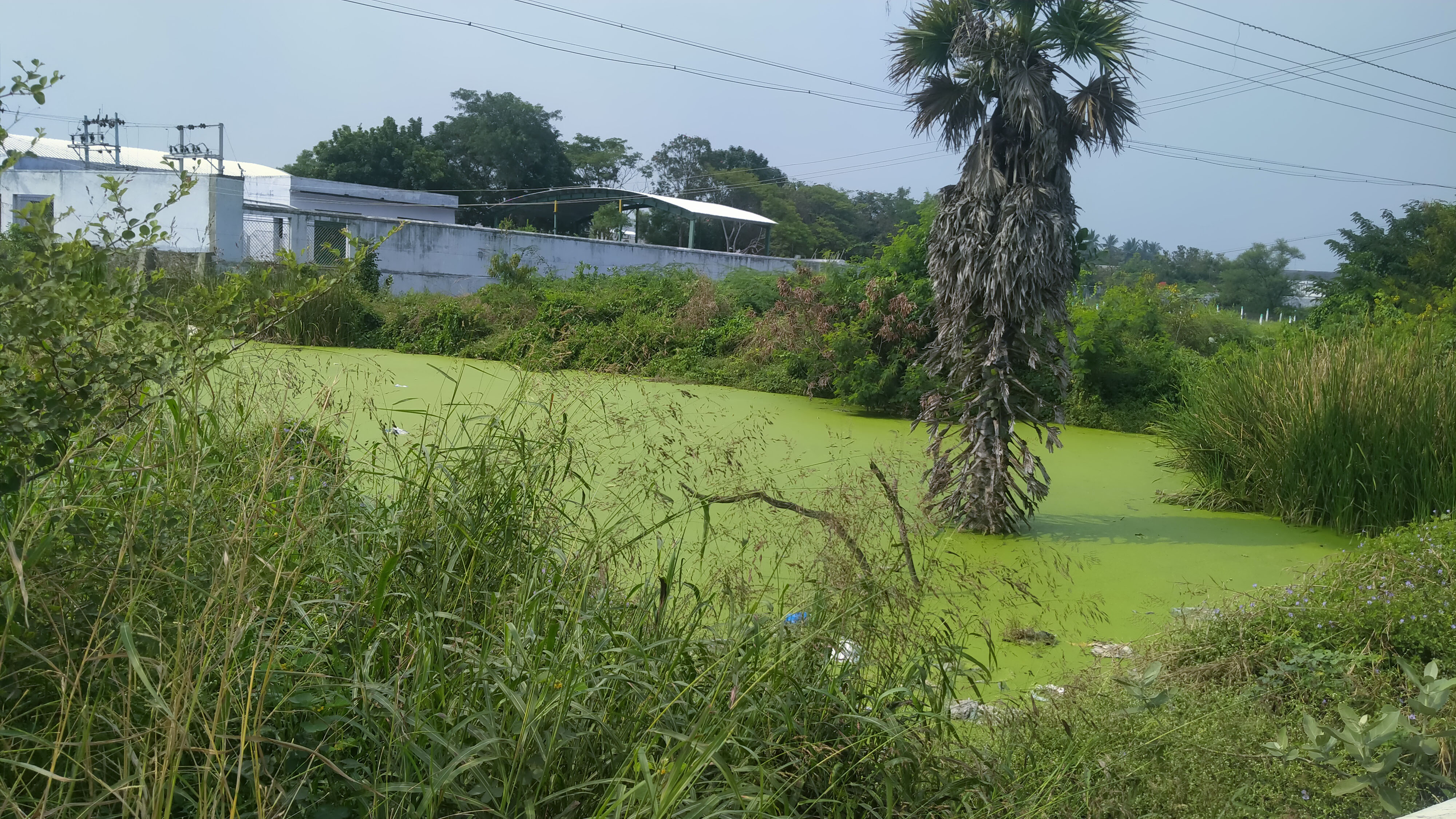 அன்னூர் அருகே அச்சம்பாளையம் குளத்தில் கலக்கும் தொழிற்சாலை கழிவுகள் அன்னூர் அருகே அச்சம்பாளையம் குளத்தில் கலக்கும் தொழிற்சாலை கழிவுகள்